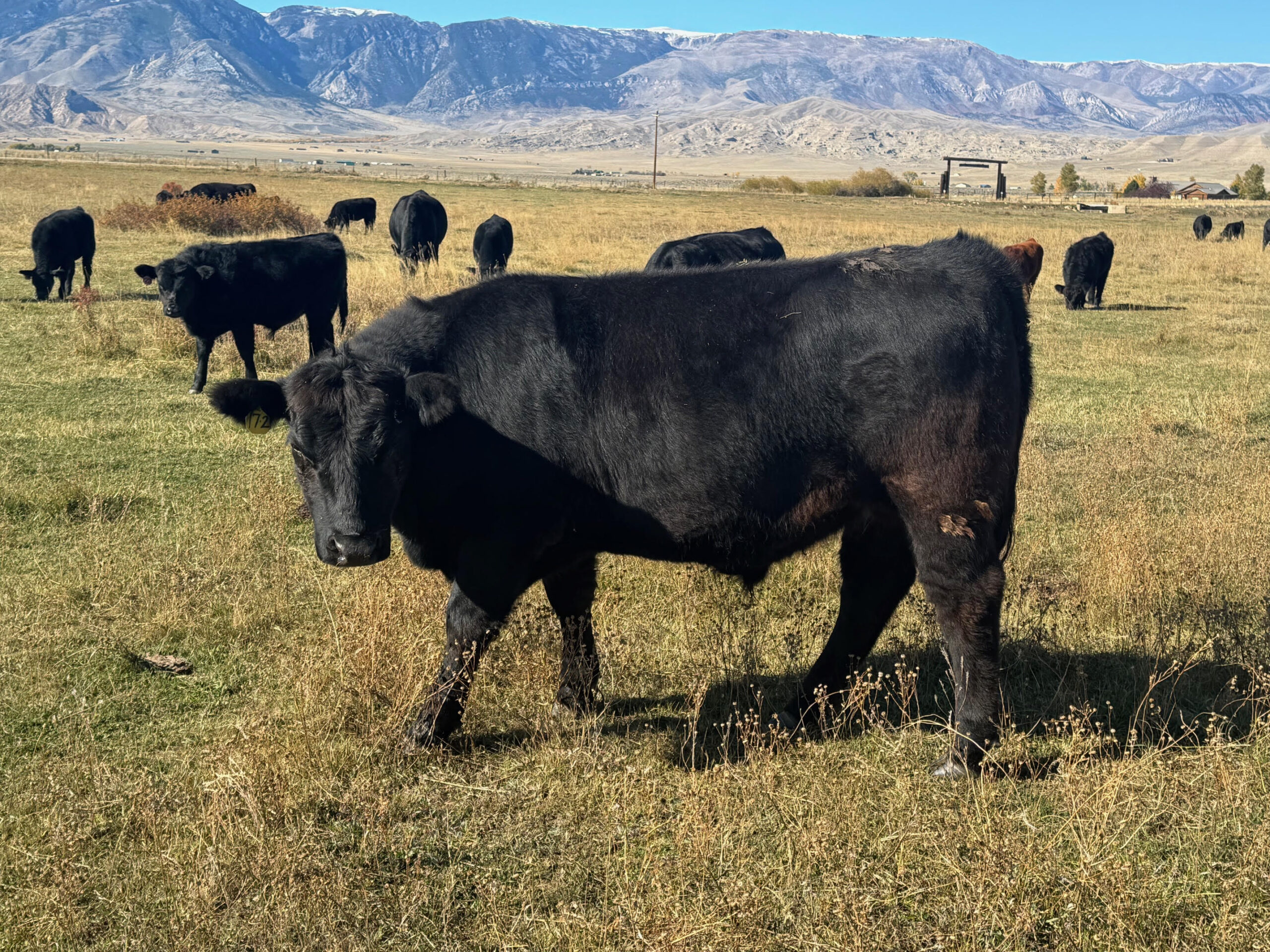 live bulls live bulls